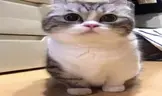que emote
