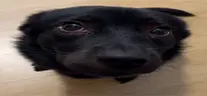 waggingmytail emote