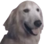 aceDog