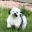 snoopyArrive