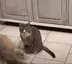 zoomies