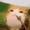 catpoint emote