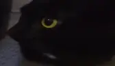 buuh emote