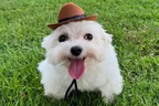 littlefuckassdog emote