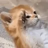 SALUTE emote