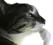 CatThink