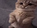 errr emote