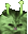 glashi