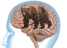 bearinmind emote