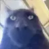 broSingingAtYou emote