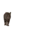 peepers