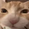 noms emote