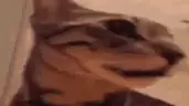 cuhuh emote