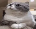 Waiting emote