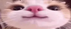 )))) emote