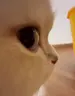 sideeye emote