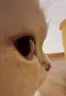 o emote
