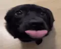 getsreallyexcitedandwagsmytailsuperfast emote