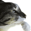 ragebait