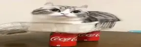 lookUp emote