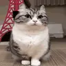 How emote