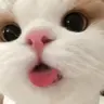 :pp emote