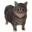 UiaUia
