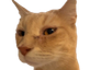 cheddarSus