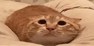 MOO emote
