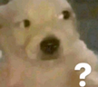 perrito? emote