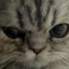judging