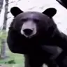 BearTime emote