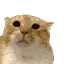moo