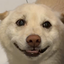 zz9DOG