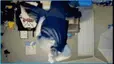 WINGSDANCEBUTAUSTRALIA