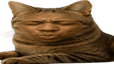 wideSpeedCat