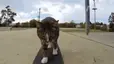 gatoskate
