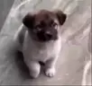 DogHappy emote