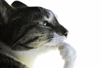 Pondering emote