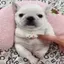 pibble