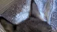 akelaStinky