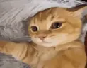 Calmly emote