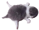 SPLAT emote