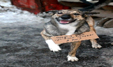 rusifikatorka emote