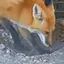 Digging