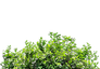 BUSH