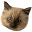 biscotti