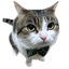 Sir