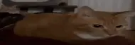 wideBoinkFASTEST