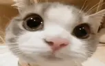 EM emote